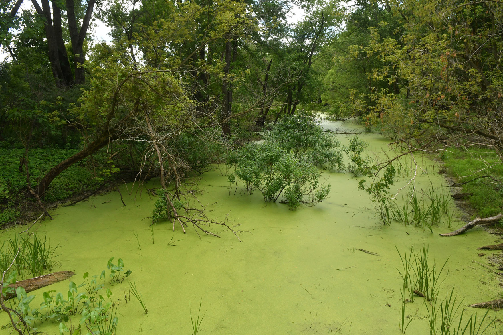 Summer Agriculture Institute tour of Nahant Marsh.